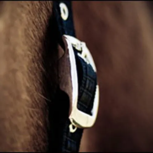 horse halter close up